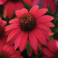 Coneflowers, also known as echinacea, are tough little native flowers that draw butterflies, bees, and birds to the garden! 17 Of The Best Coneflower Varieties Gardener S Path