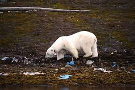 Quant à la population des ours polaires censés être dramatiquement menacés par le réchauffement climatique dixit wwf et la fonte de la. L Ours Polaire Une Espece Menacee Goodplanet Mag