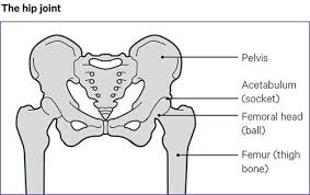 The foot bones shown in this diagram are the talus, navicular, cuneiform, cuboid, metatarsals and calcaneus. Osteoarthritis Oa Of The Hip Hip Pain Versus Arthritis