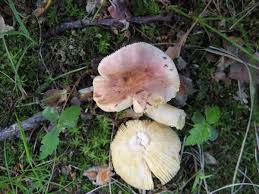 Image result for Russula mariae