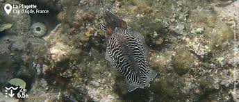 The best time of year to visit cap d'agde in france here are some average weather facts we collected from our historical climate data: Snorkeling The Cap D Agde Underwater Path La Plagette Beach