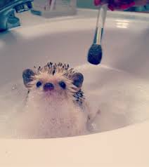 Adorable baby animals taking baths funny cute. Just A Hedgehog Taking A Bubblebath Cute Animals Animals Friends Baby Animals