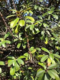 Image result for Chrysophyllum welwitschii