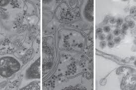 The virus has infected and killed millions of people around the world. New Type Of Virus Found In The Ocean Mit News Massachusetts Institute Of Technology
