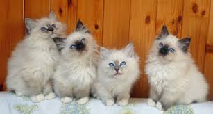 Birman Blue Point Kittens For Sale Giogio Birmans 2 Months Old Lovely Kittens From The Left Chocolate Point Seal Point Blue Point Seal Again Ragdoll Cat Super Cute Animals Cute Animals