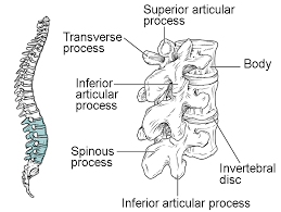 Conceptdraw has 1004 vector stencils in the 40 libraries that helps you to start using software for designing your own backbone. The Vertebral Column Anatomy And Physiology I