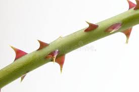 A small, sharp pointed growth on the stem of a plant 2. Rose Thorn Close Up Of Rose Thorn Over White Background Sponsored Close Thorn Rose Background White Ad Rose Thorns Rose Image