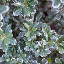 Image result for Pittosporum