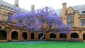 The Jacaranda Tree Jacaranda Tree Beautiful Tree Blue Tree