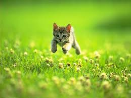 Resultado de imagen de GATOS