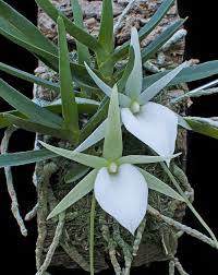 Image result for Microcoelia stolzii