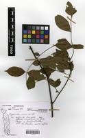Image result for Hippocratea indica