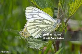 Image result for Pieris napi