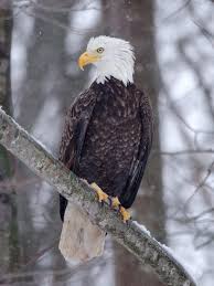 Birds That Look Like Bald Eagles Portrait In The Snow Backyard Birds Bald Eagle Animals Beautiful