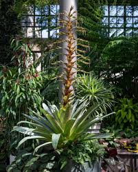 Image result for Alcantarea