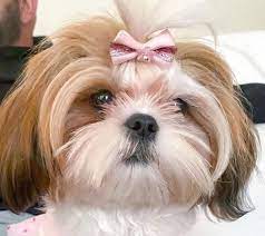 So, a teddy bear cut is a kind of perfect for keeping your shih tzu look just like a teddy bear. The Best Shih Tzu Haircuts Find One For Your Dog K9 Web