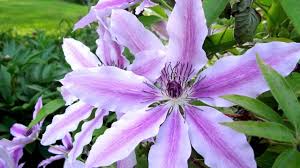 Image result for Emilia violacea