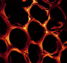 Charred wood can last for many … Sandberg D Kutnar A Mantanis G 2017 Wood Modification Technologies A Review Iforest Biogeosciences And Forestry 10 895 908