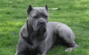 So You Want To Get A Puppy And You Re Not Sure Where To Start Try This Site Http Www Bluekingscanec Cane Corso Cane Corso Puppies Cane Corso Italian Mastiff