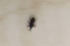 Maybe you would like to learn more about one of these? Identifying Kitchen Bugs Thriftyfun