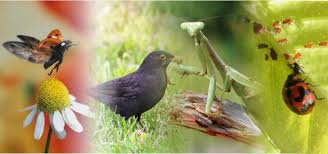 One such example was the introduction of the giant cane toad to queensland some years ago. Top 3 Methods Of Natural Pest Control