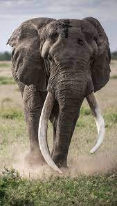 Elephant Gentle Giant Elephant Photography Elephants Photos Majestic Animals
