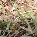 Image result for Fimbristylis squarrosa