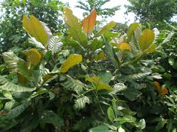 Image result for Uapaca