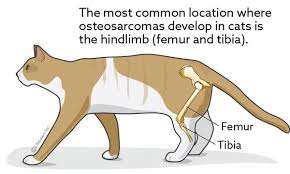 How serious is my cancer? Osteosarcoma In Cats Vca Animal Hospital