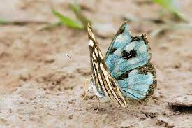 Nymphalidae Photos Of Butterflies Mariposas Argentina Mariposas Nativos