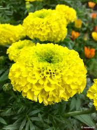 Pin Von Anto Auf Flores Blumen Dahlien Garten