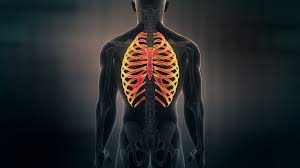 There are twelve (12) pairs of ribs and all articulate posteriorly with the thoracic vertebrae. Futuristic Interface Display Of Human Male Ribs On Dark Background