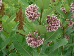 Four Species Of Asclepias Identify That Plant