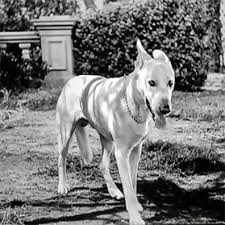 Inside siberian prison camp 17, two friends are about to go their separate ways. Best Images Of Famous Dogs With Descriptions And Links