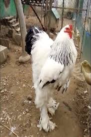 Largest Chicken In The World Settles Down With Two Hens Video Largest Chicken World Settles Down With Two Giant Chicken Big Animals Fancy Chickens