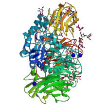 Solved] The Activity Of The Enzyme Β-Galactosidase Produced By Wild-Type...  | Course Hero
