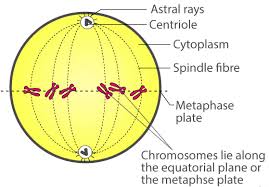 Check spelling or type a new query. Draw A Labelled Diagram To Show The Metaphase Stage Of Knowledgeboat