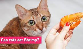 The answer is a yes, but with caveats. Can Cats Eat Shrimp Be It Raw Or Cooked The Ideal Cat