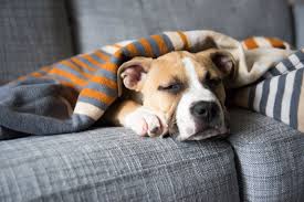 She also has yellow bile when she pukes. Why Your Dog Is Vomiting And What To Do About It