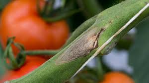Image result for tomato seedling botrytis