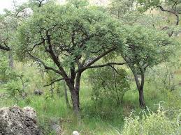 Image result for Lannea discolor