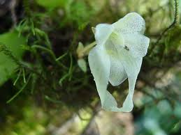 Image result for Impatiens psychadelphoides