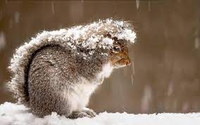 Desktop hintergrund win7, win 7 wie kann man bilder aus dem internet als hintergrundbild machen pc? Hintergrundbilder Tiere Natur Schnee Winter Fotografie Eichhornchen Tierwelt Whiskers Nagetier Bedeckt Wetter Jahreszeit Fauna Saugetier Wirbeltier Nahansicht 1920x1200 Prone1 262244 Hintergrundbilder Wallhere