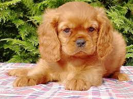 Cavalier king charles puppies for sale adorable and your perfect lapdog and friend both parents ruby kc registered ruby boy microchipped first injections comes with 4 weeks pet insurance read more you have already created alerts for cavalier king charles spaniels. Ruben Cavalier King Charles Spaniel Puppy For Sale Euro Puppy