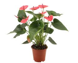 Piante grasse con fiori rosa. Anthurium Andreanum Floralgarden