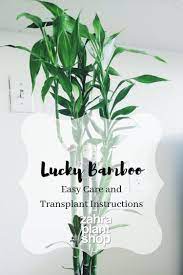 Check spelling or type a new query. Zahra Zahra Lucky Bamboo Is A Plant That Is Facebook