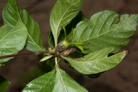 Image result for Leptactina