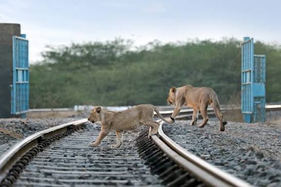 The Alarming Rise Of Wildlife Deaths On Indian Railway Lines &mdash; Nature  inFocus