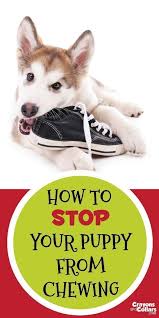 Your Puppy May Be Cute But He S Chewing Everything In Sight Here Are Some Easy Tips To Help Stop Y Dog Training Obedience Puppy Training Dog Behavior Problems