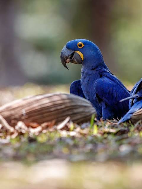 Arara azul do Brasil, extinta na natureza h&aacute; 25 anos, volta a nascer em cativeiro